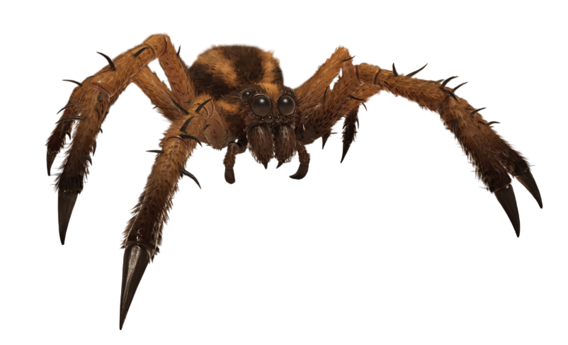 Wolf Spider